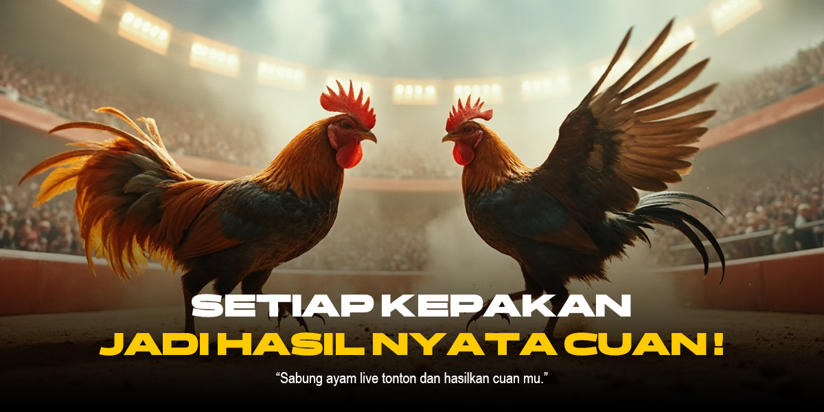 Menelusuri Dunia Sabung Ayam: Provider, ODS, dan Jenis Ayam yang Menghidupkan Arena