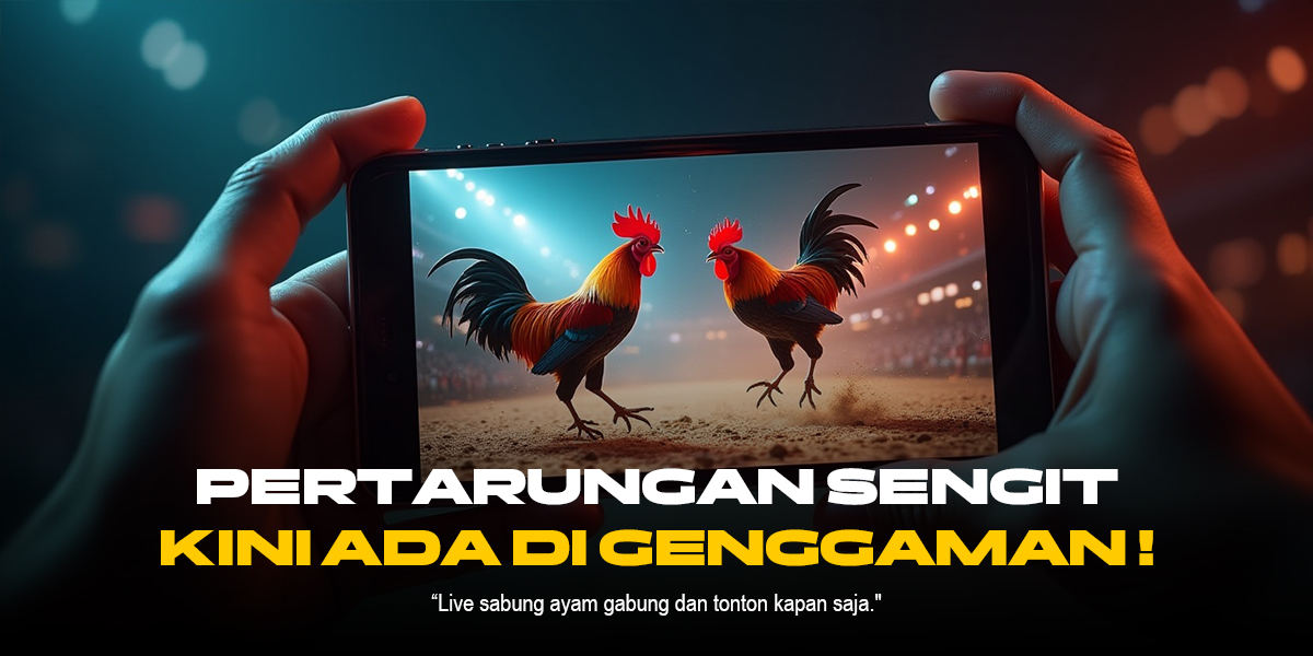Ayam Bangkok: Raja Sabung Ayam dengan Peluang Menang Tinggi di SV388